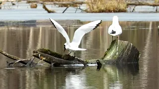 Озерные Чайки, Black headed gull