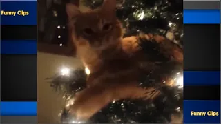 🐱🎄 Comedy movies cats vs kittens jumping on Christmas tree the dodo 🎄🐱 Youtube videos 🐱