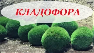 Кладофора шаровидная в аквариуме, размножение, видео как разводить на камне, коряге.