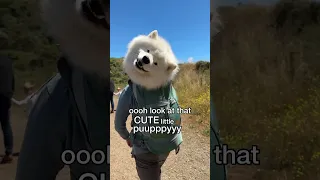 Cute little puppy in a backpack #dog #fluffy