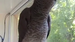 Попугай пародирует животных