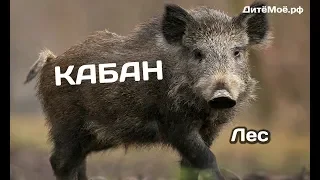 Кабан. Энциклопедия для детей про животных. Лес