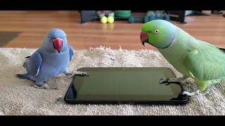 Indian Ringnecks playing