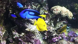 The marine aquarist of the USSR - HD/ В гостях у Дмитрия Степанов HD