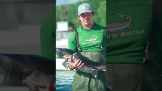 Esturion de Sarrión, a sturgeon farm in Spain | Promo