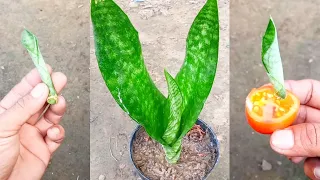 Best Natural Tomato Rooting Hormone For Snake Plant Propagation By Leaf Cutting