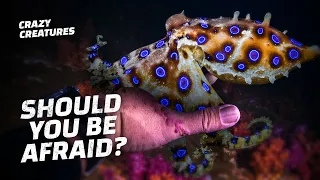 This Octopus Can Kill 26 People in Minutes