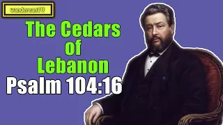 Psalm 104:16 - The Cedars of Lebanon || Charles Spurgeon