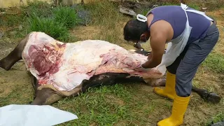 Post-Mortem Dairy cow- septicemia