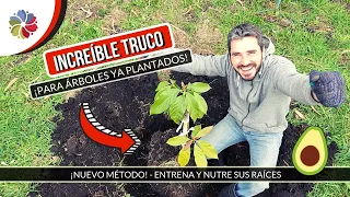 🌳 NO ESPERES AÑOS para cosechar tu AGUACATE o PALTA - ¡ENTRENA SUS RAÍCES! ¡NUEVO MÉTODO!