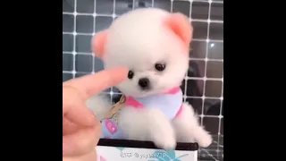 🥰 Funny and Cute Pomeranian Dogs Videos | 🐶 Adorable Puppies & Doggos #Shorts #209
