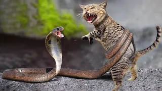 Heartbreaking Fight of Snake and Cat | Snake vs Cat Fight