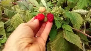 Grow raspberries in a grow-box inside a greenhouse