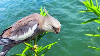 cockatiel