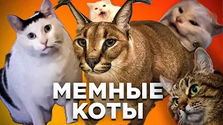 Что стало с котами из мемов?