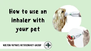 How to Use an Inhaler with your Pet  |  Milton Keynes Veterinary Group