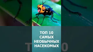 ТОП 10 самых необычных насекомых в мире #shorts #short #шорт #шортс #комарик