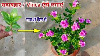 सदाबहार प्लांट ऐसे लगायें जल्दी घना होगा ज्यादा फूल देगा / Sadabahar Plant Grow n Care / Vinca Plant