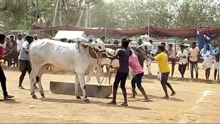 శివరాత్రి రోజున ప్రకాశం జిల్లా,కంభంలో ఎద్దుల పందాలు#shivaratri #festival #viral #subscribe