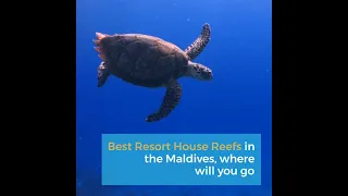 Best Resort House Reefs in the Maldives