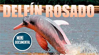 Delfín rosado (mini documental)