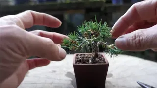 【Bonsai diary】   ♯158 YAMADORI‐Naturl Bonsai‐山採りした赤松でミニ盆栽を作る