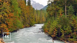 4K British Columbia Ambience | Mt Robson Provincial Park | Canadian Rockies | Relaxing River Sounds