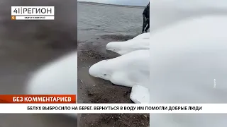 БЕЛУХ ВЫБРОСИЛО НА БЕРЕГ. ВЕРНУТЬСЯ В ВОДУ ИМ ПОМОГЛИ ДОБРЫЕ ЛЮДИ • БЕЗ КОММЕНТАРИЕВ