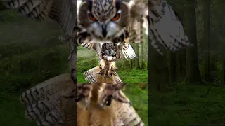 owl flying shorts || # short #owl @videos for all