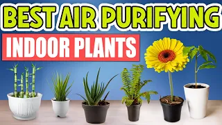Top 10 Best Indoor Plants for Air Purification and Health