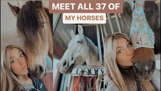 meet all 37 of my horses! | their names + breeds | Maite Rae