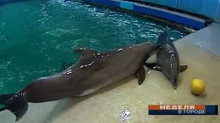 Очередная гибель в московском дельфинарии