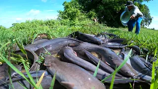 wow amazing! a fisherman catch a lots of catfish under grass in field by best hand little water