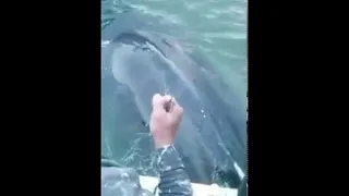 Fishermen Rescue Tangled Humpback Whale || ViralHog