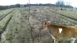 Осложнения у нетеля после кетоза. Коровы и телята на прогулке