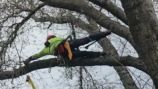 Tree Climbing with Doug Tripp in Rogue River 2024