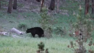 When you have an itch!!   Stockton Outfitters Spring Bear Hunting