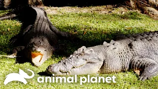 Love Is In The Air For Crocodiles Acco & Cassie | The Crocodile Hunter | Animal Planet