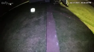 Orbs and a Fairy caught on camera