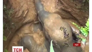В Індії влаштували рятувальну операцію, аби дістати дворічне слоненятко з дна колодязя
