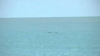 Crocodile at the beach