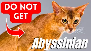 7 Reasons Why You SHOULD NOT Get An Abyssinian Cat