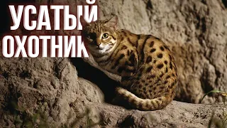 УСАТЫЙ ОХОТНИК | ЧЕРНОНОГАЯ КОШКА | МУРАВЬИНЫЙ ТИГР ( Felis NIGRIPES) [БЭСТ ФАКТ]