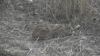 Liebre: Lepus europaeus (www.riomoros.com)