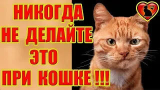 Что никогда нельзя делать в присутствии кошки?!