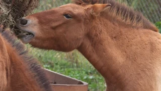 How Big Are Przewalski's Horses?