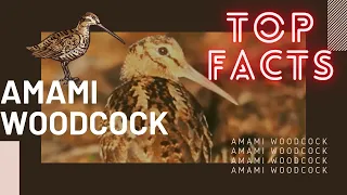 Amami Woodcock facts 🦆 Found only in forests - Amami Islands chain in South Japan 🇯🇵