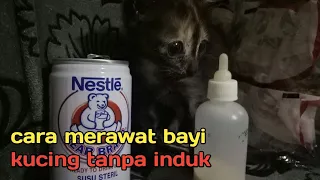 Cara merawat  bayi kucing tanpa induk