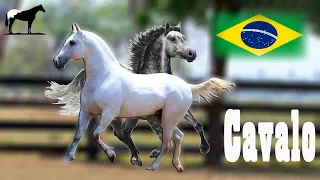 El Caballo "Pantaneiro" (Razas Desconocidas De Brasil) 🐴-Del Cerro Soy