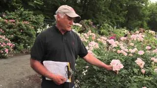 Peggy Rockefeller Rose Garden Curator Tour